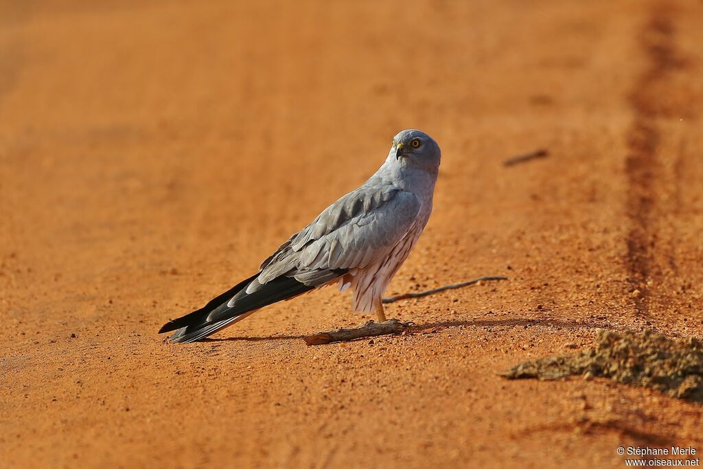 Montagu's Harrier male adult