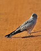 Montagu's Harrier