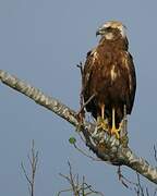 Western Marsh Harrier