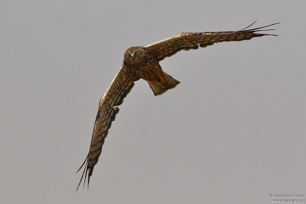 African Marsh Harrier