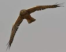 African Marsh Harrier