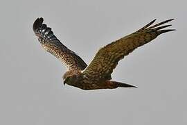 African Marsh Harrier