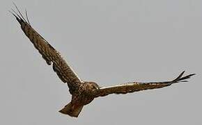 African Marsh Harrier