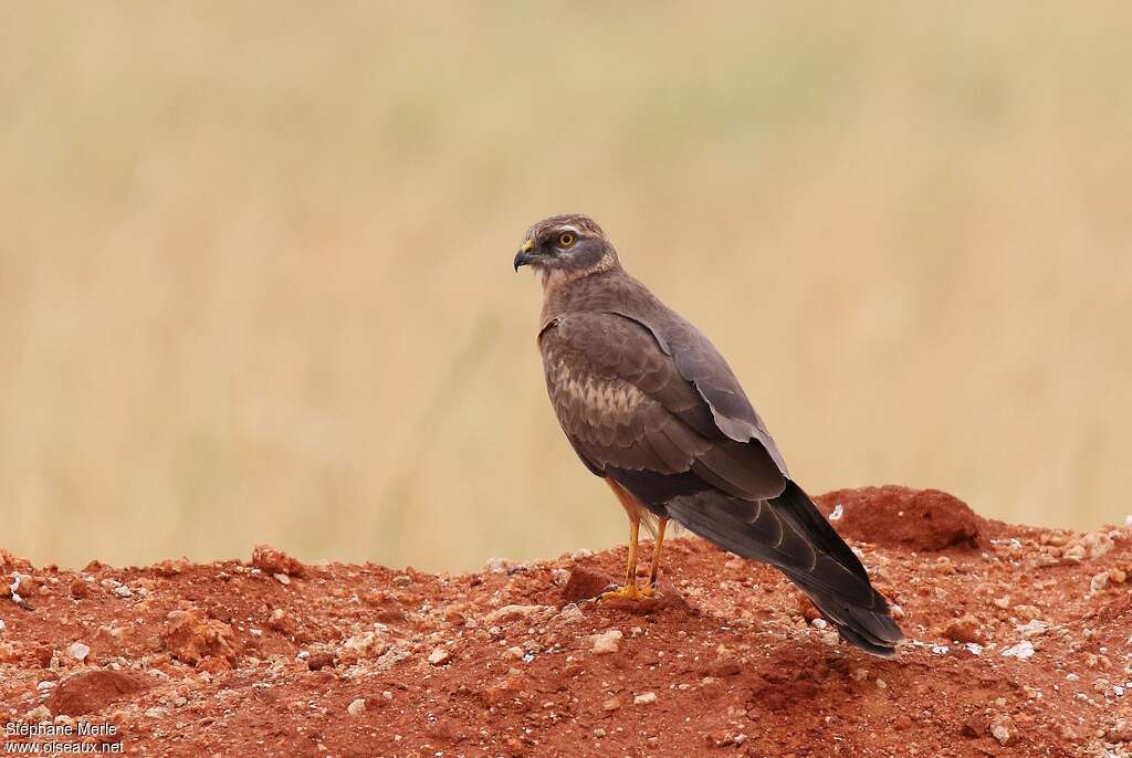 Pallid Harrierimmature, identification