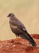 Pallid Harrier