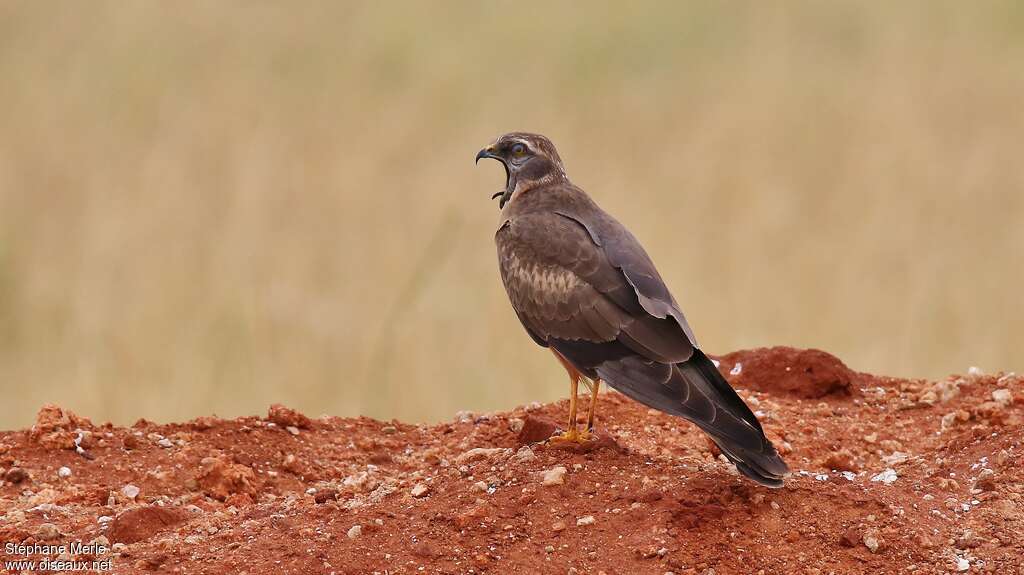 Pallid Harrier female, Behaviour