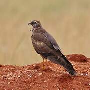 Pallid Harrier