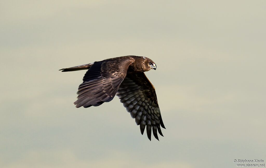 Pied Harrieradult