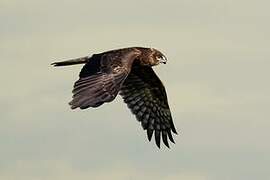 Pied Harrier