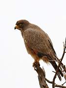 Grasshopper Buzzard