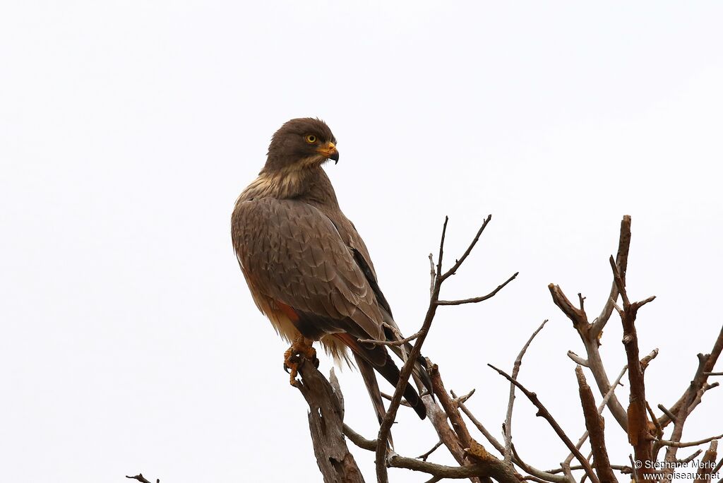 Grasshopper Buzzard