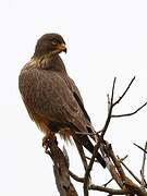 Grasshopper Buzzard