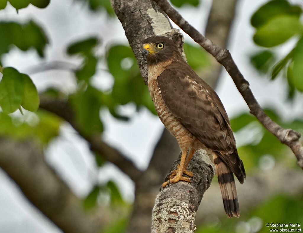 Roadside Hawk