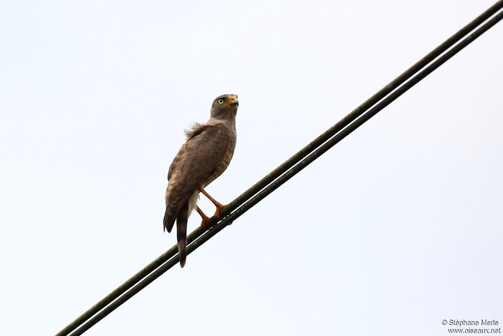 Roadside Hawk