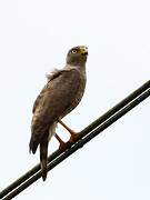 Roadside Hawk