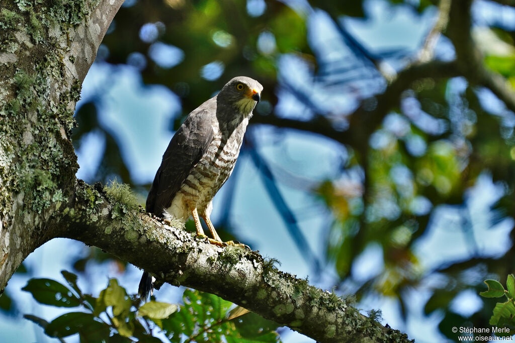 Roadside Hawk