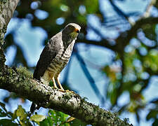 Roadside Hawk