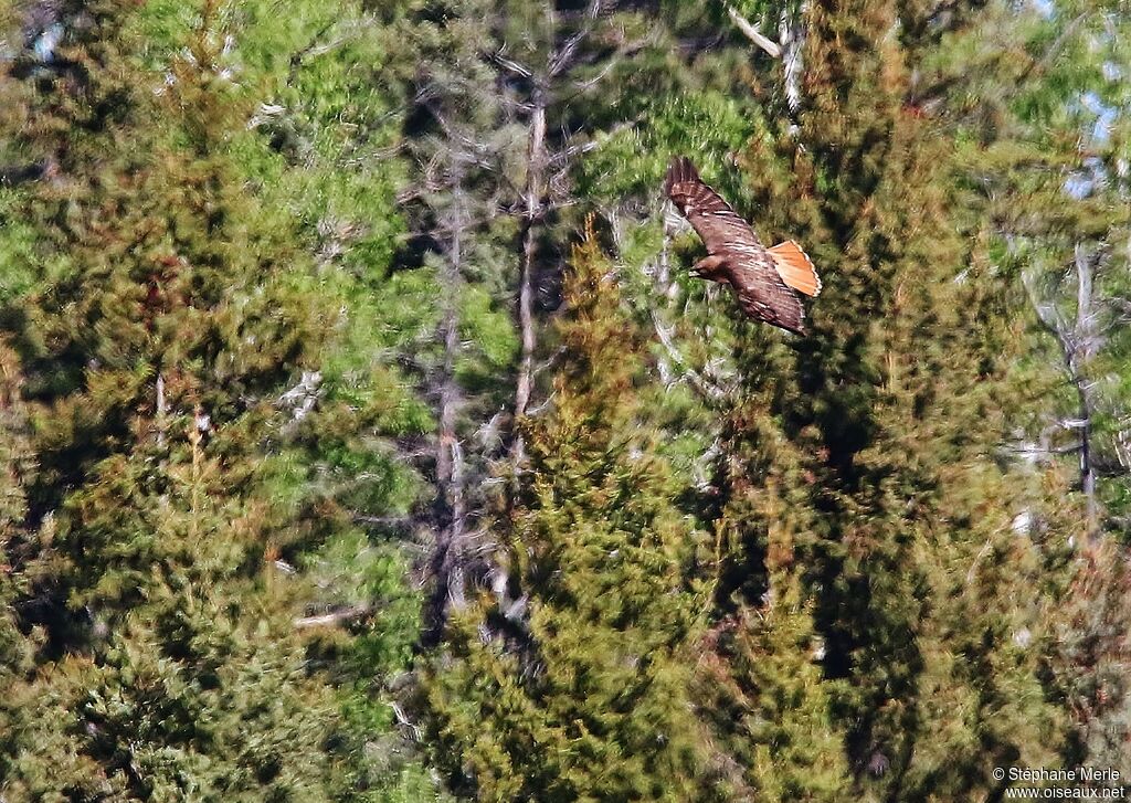 Red-tailed Hawk