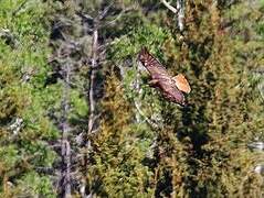 Red-tailed Hawk