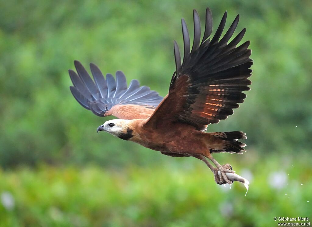 Black-collared Hawkadult