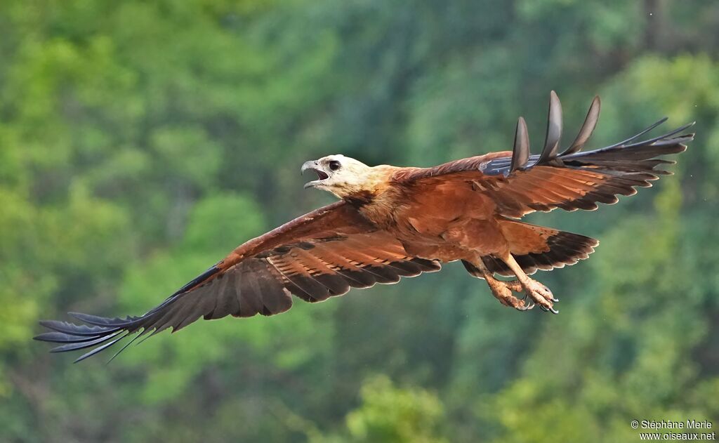 Black-collared Hawkadult