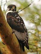 Augur Buzzard