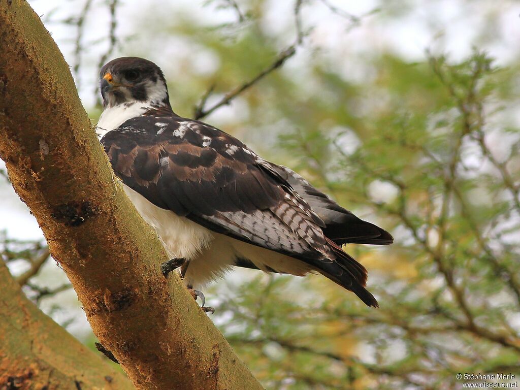 Augur Buzzard