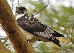 Augur Buzzard