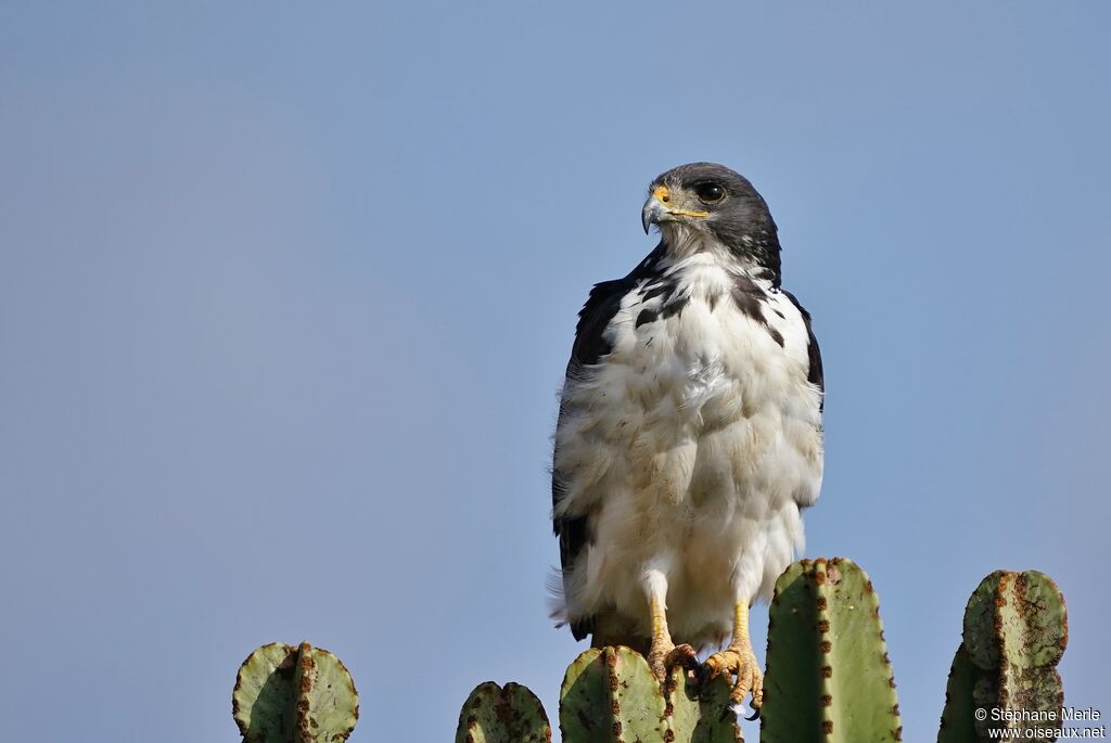 Augur Buzzard