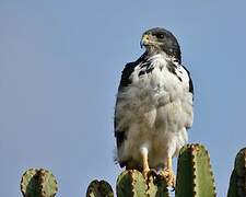 Augur Buzzard