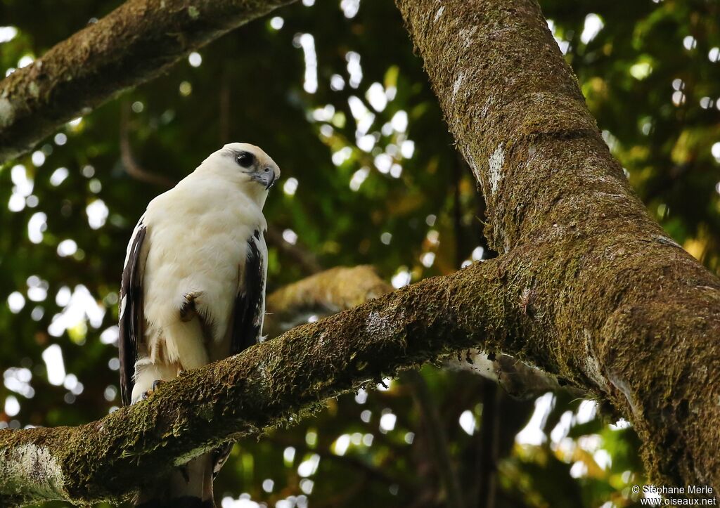 White Hawkadult