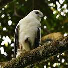 Buse blanche