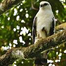 Buse blanche