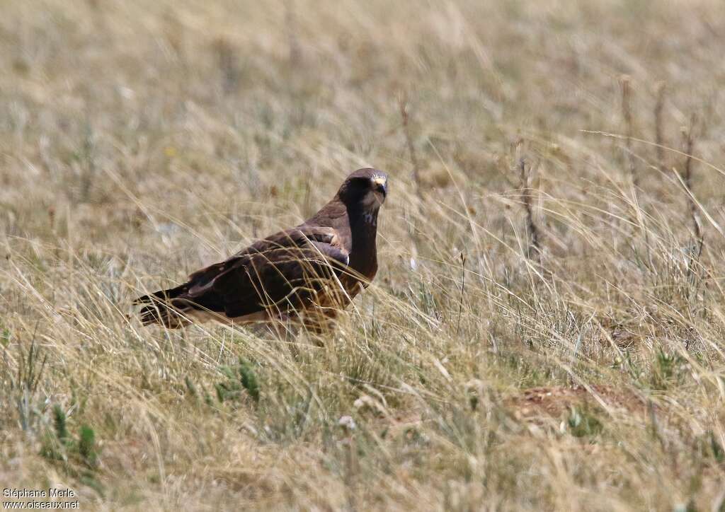 Buse de Swainsonadulte, habitat, pêche/chasse