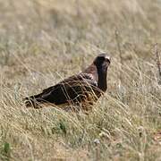 Swainson's Hawk