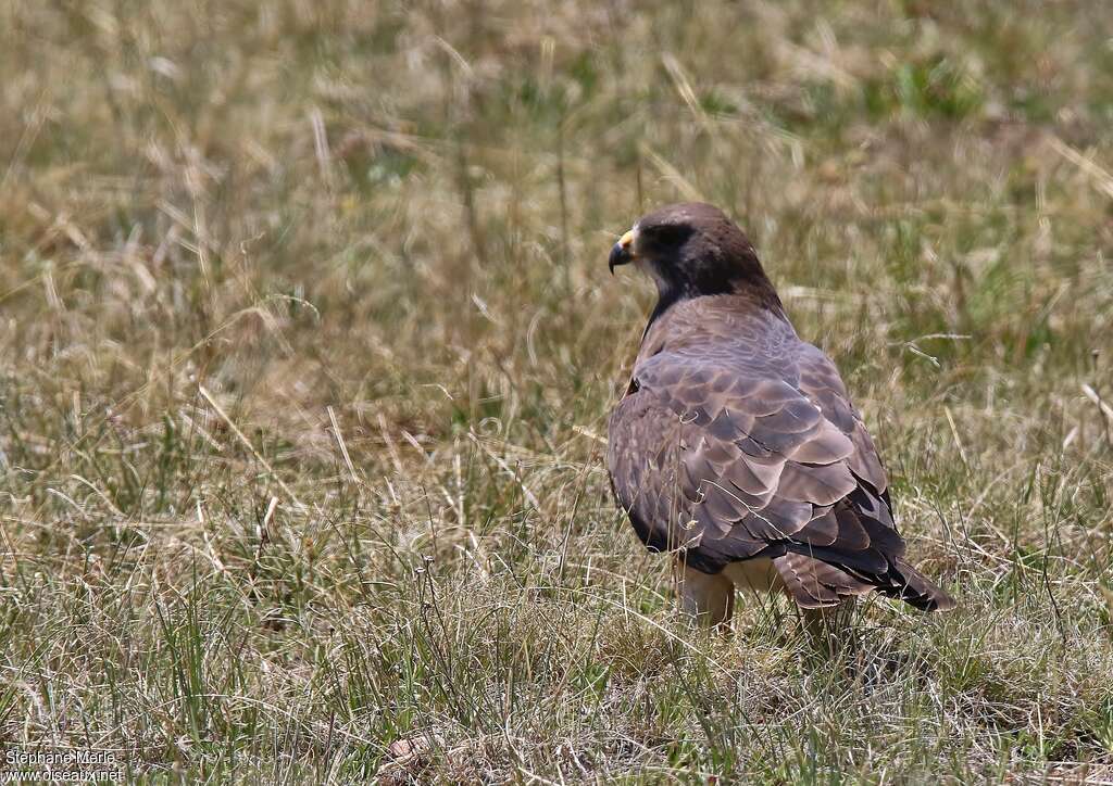 Buse de Swainsonadulte, habitat, pêche/chasse