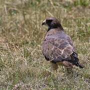 Swainson's Hawk