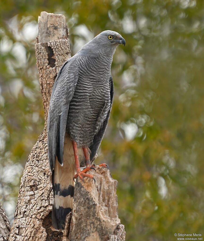 Crane Hawkadult