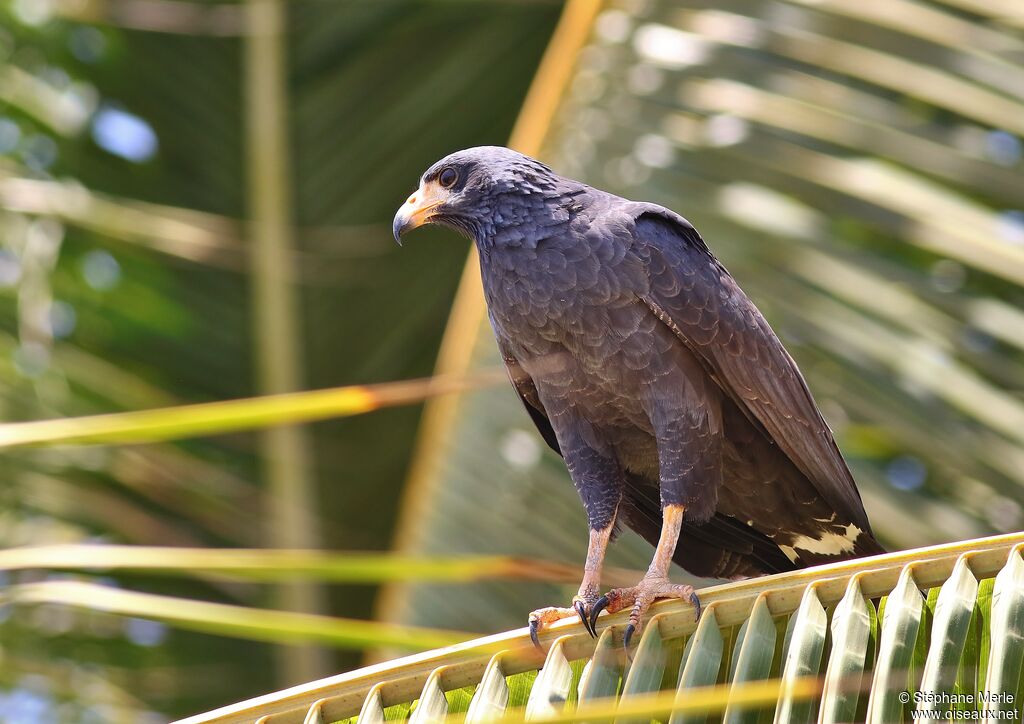 Common Black Hawkadult