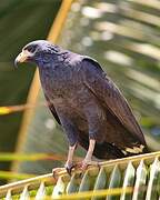 Common Black Hawk