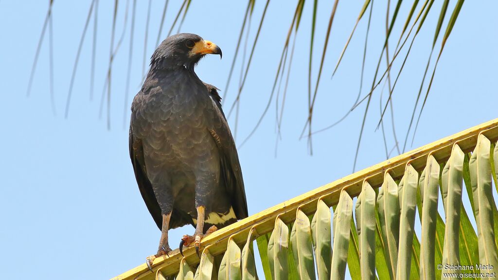 Common Black Hawkadult