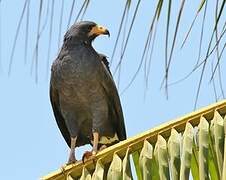 Common Black Hawk