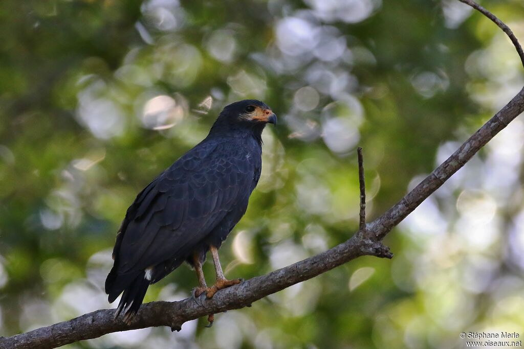 Common Black Hawkadult