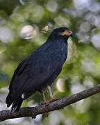 Common Black Hawk