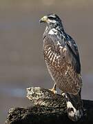 Common Black Hawk