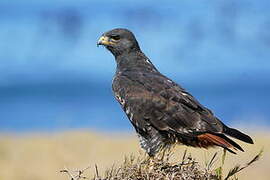 Jackal Buzzard