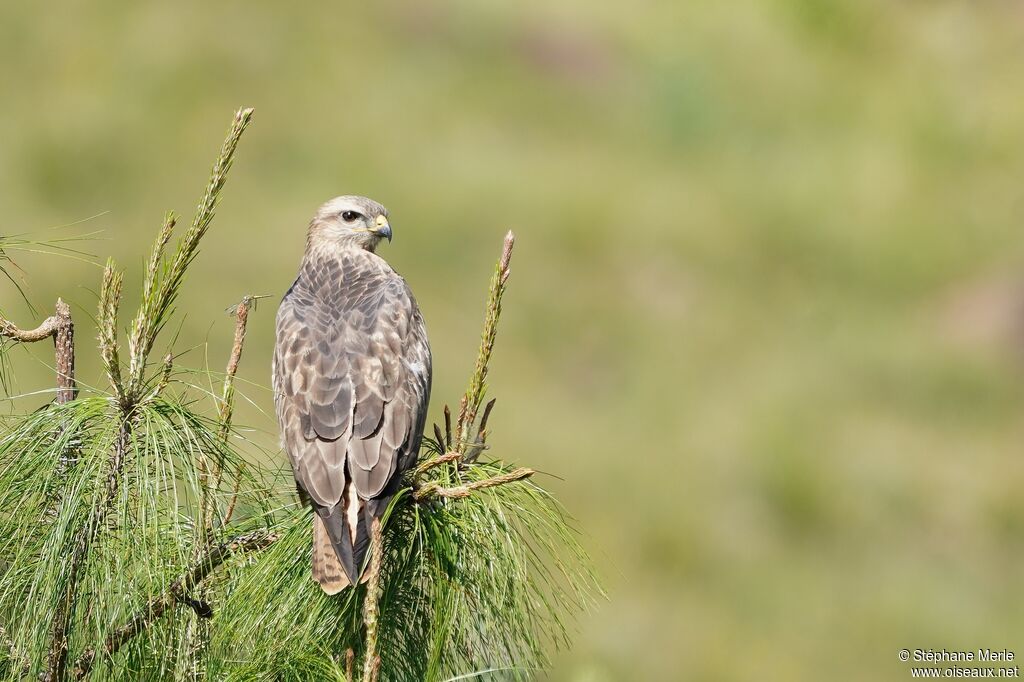 Buse variable