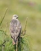 Common Buzzard