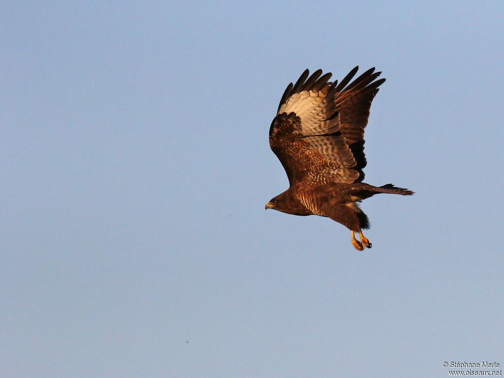 Common Buzzard