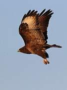 Common Buzzard